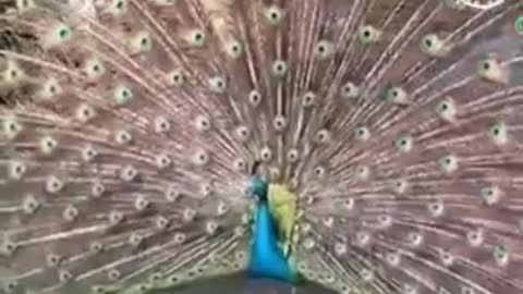 Peacock 🦚 dance