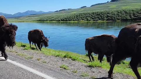 Bison Traffic Jam