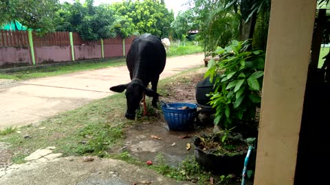 Thailand village life