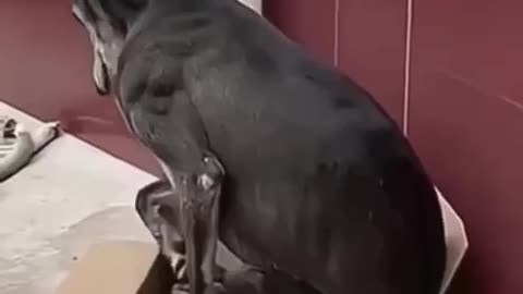 Dog thinks he’s a cat now