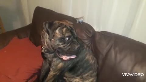 Playful budgie flys rings around sweet Bullmastiff