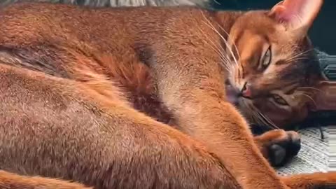 Halo the Abyssinian Cat