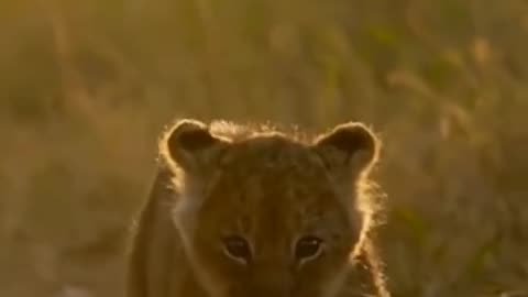 "Majestic Motherhood: The Empowering Journey of a Protective Lioness and Her Cubs"