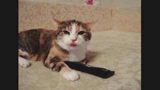 the cat was also angry that the tv remote was taken..it was fun watching tv