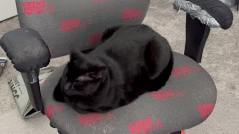 Adopting a Cat from a Shelter Vlog - Cute Precious Piper is a Perfect Glossy Office Loaf