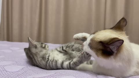 Cute Baby Kitten Meets Funny Cat