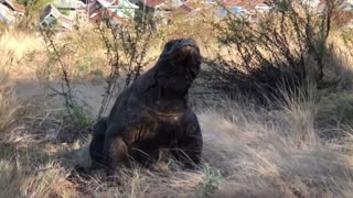 Komodo hunting a small goat- Comodo Dragons education for world