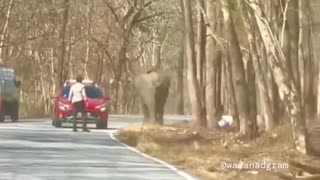 Elephant charges 2 men in Kerala, India