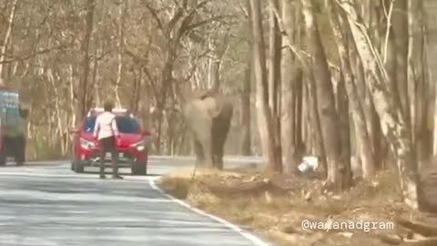 Elephant charges 2 men in Kerala, India