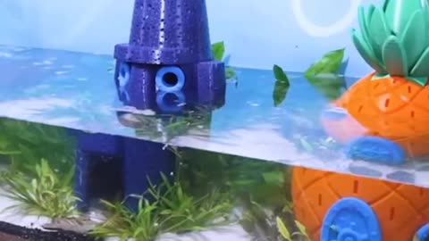 bikini bottomfish tank | creative