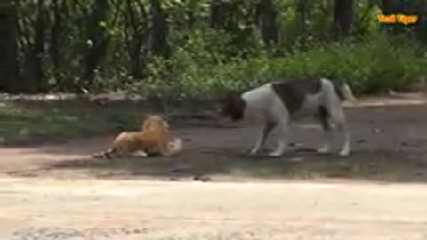 Dog VS Tiger fake funny prank