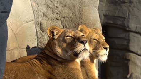 lion le roi de la forêt