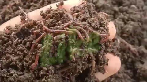 Earth Worm vermi compost bio homemade fertilizer