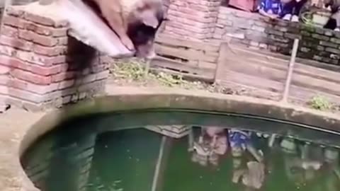 Very funny pig jumping short video
