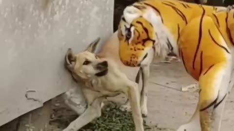 😂😂Troll Prank Dog Funny & fake Lion and Fake Tiger Prank To do