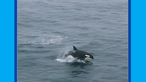 orca whale