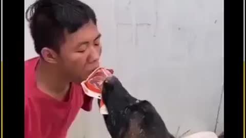 Dog Love for Human. How sweet Relationship