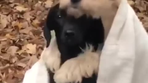 Cute dogs hugging😍😻💝💕 Cute dog video #shorts