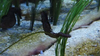 Sea horse - HD video