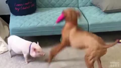Chó và lợn chơi với nhau thật vui vẻ