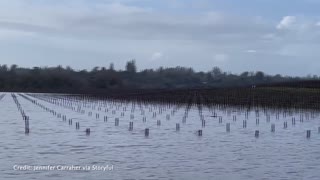 California vineyards flood as storms soak wine country