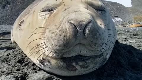 4#seal #sealife #animals #fyp #foryoupage