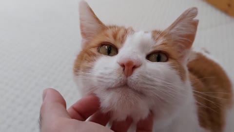 Cat Purrs While Getting His Chin Scratched