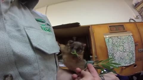 Sydney's Taronga Zoo rescues an orphaned possum