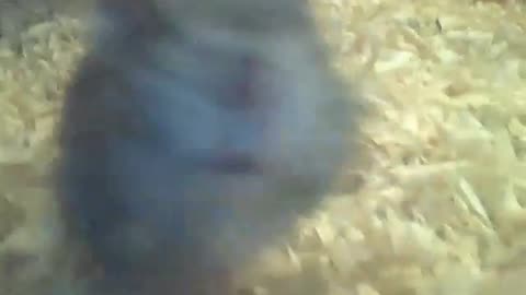 Russian dwarf hamster comes up to the camera to say hi to me [Nature & Animals]