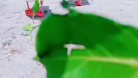 Funny ducks eating Spinach
