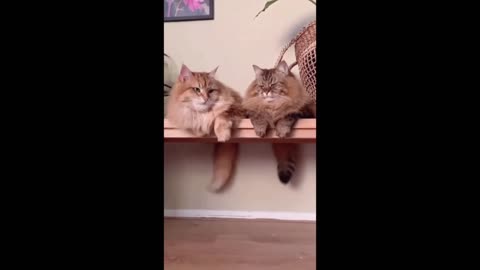 Two Funny Cats Swinging Tails in Unison #shorts