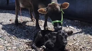 Pulled a calf today