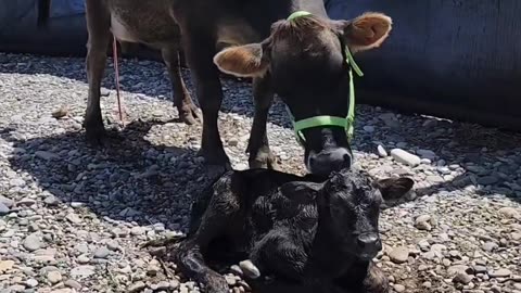 Pulled a calf today