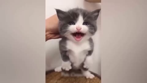Kitten's Hilariously High-Pitched Screams Will Make Your Day