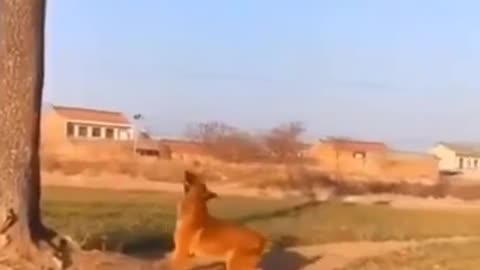 cute and funny animal video