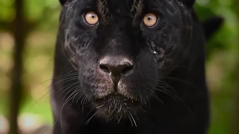 Black panther