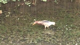 bird fishing. Is it a kingfish?