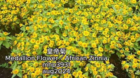 #皇帝菊 #Medallion Flower／African Zinnia