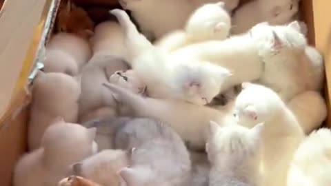 So many little cuties