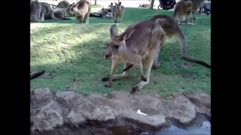 Cute Joeys (Baby Kangaroos) - Compilation