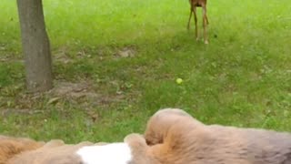 Feeding a city deer at the roadside, Pitbull Not sure what to think of it!