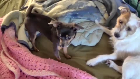 Hilarious Jack Russell and Chihuahua dogs Going crazy