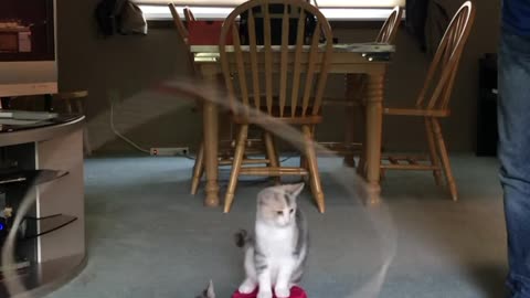 Living Room Kitten Rodeo