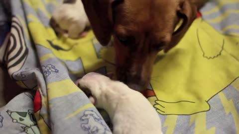 Puppy whines for Momma