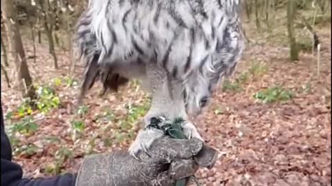 #Slow motion owl