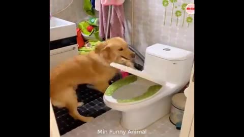 Funny dogs videos 😂🤣 very funny animals