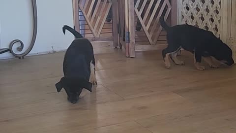 Baby Rotties IN DA HOUSE!