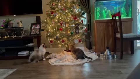 funny cats, funny animals