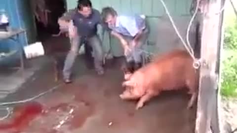 matando porco errado kkkk