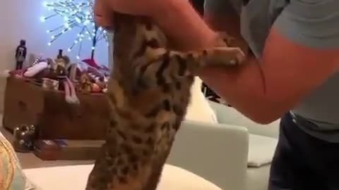 Are You Okay Dad! Cat worrying about his owner